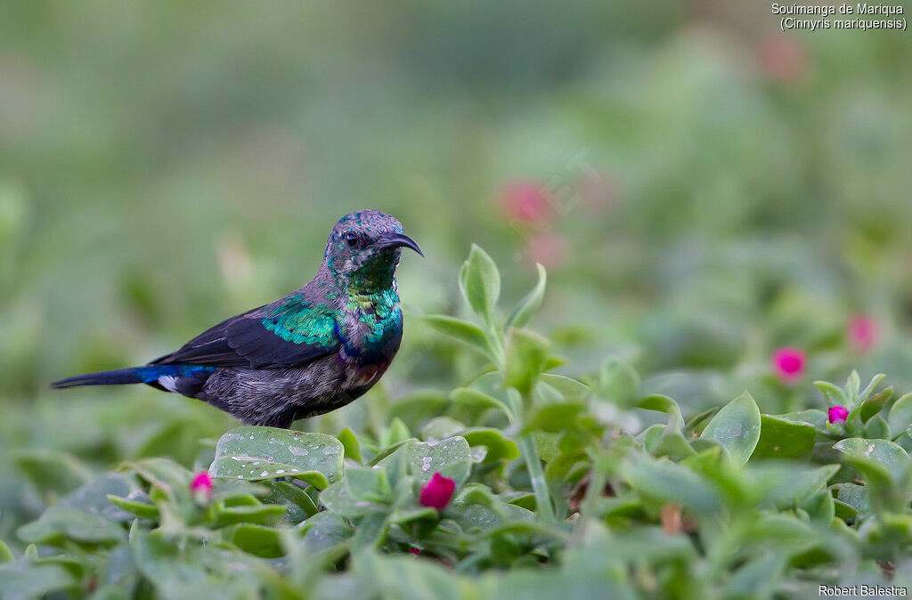 Marico Sunbird male