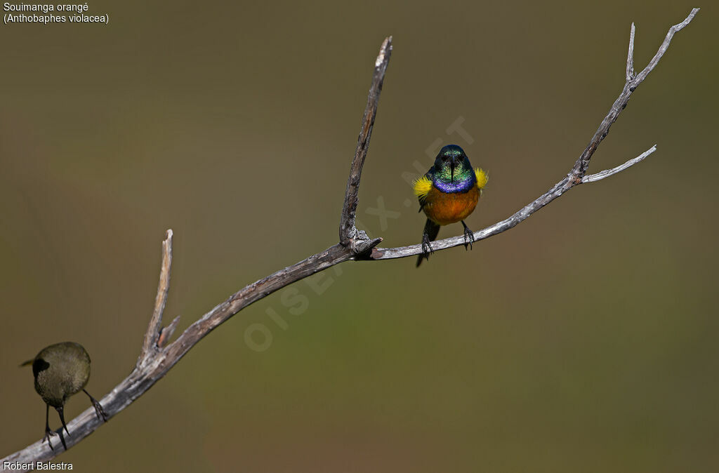 Orange-breasted Sunbirdadult