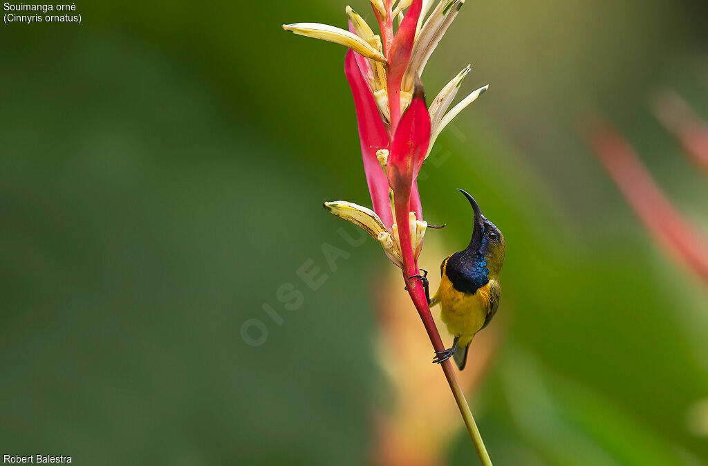 Ornate Sunbird