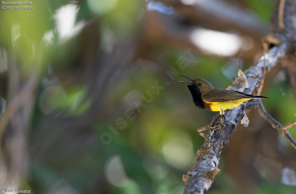 Ornate Sunbird