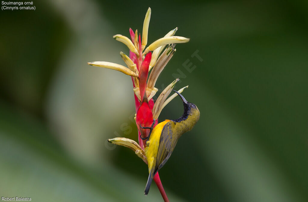Ornate Sunbird