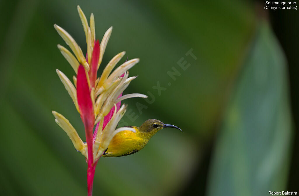 Ornate Sunbird