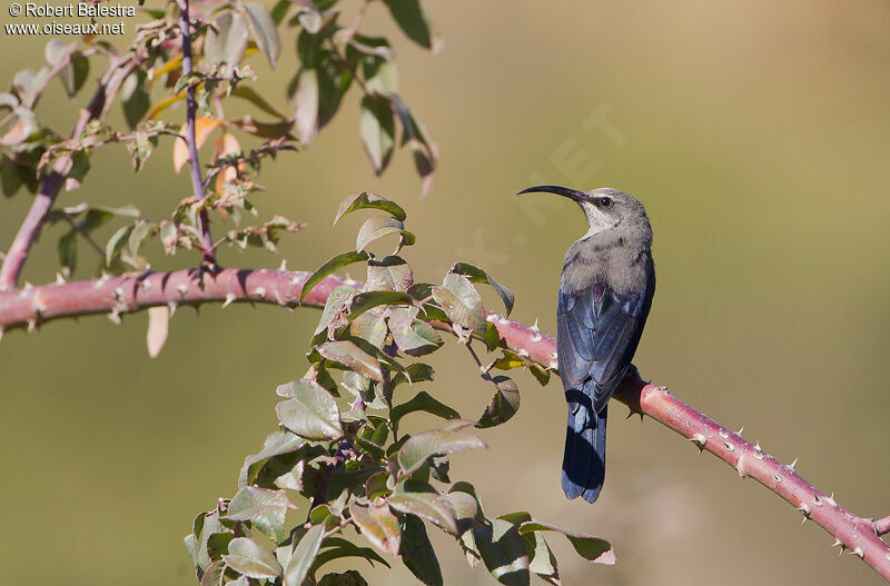 Tacazze Sunbird