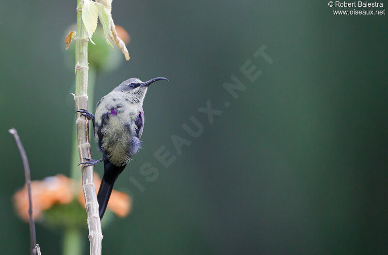 Tacazze Sunbird