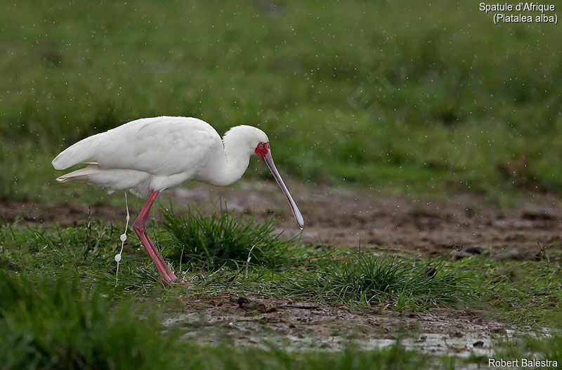 African Spoonbill