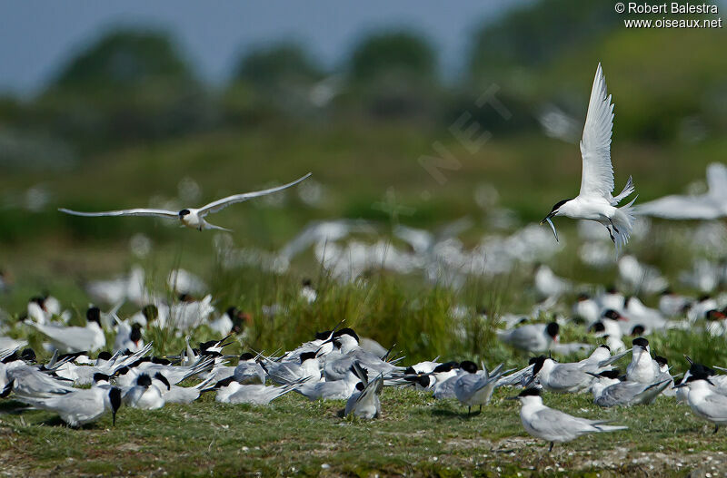 Sandwich Tern, Reproduction-nesting