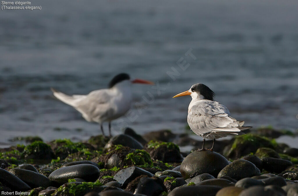 Elegant Tern