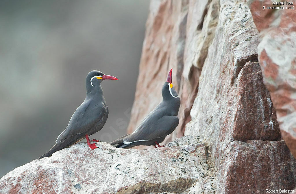 Inca Tern