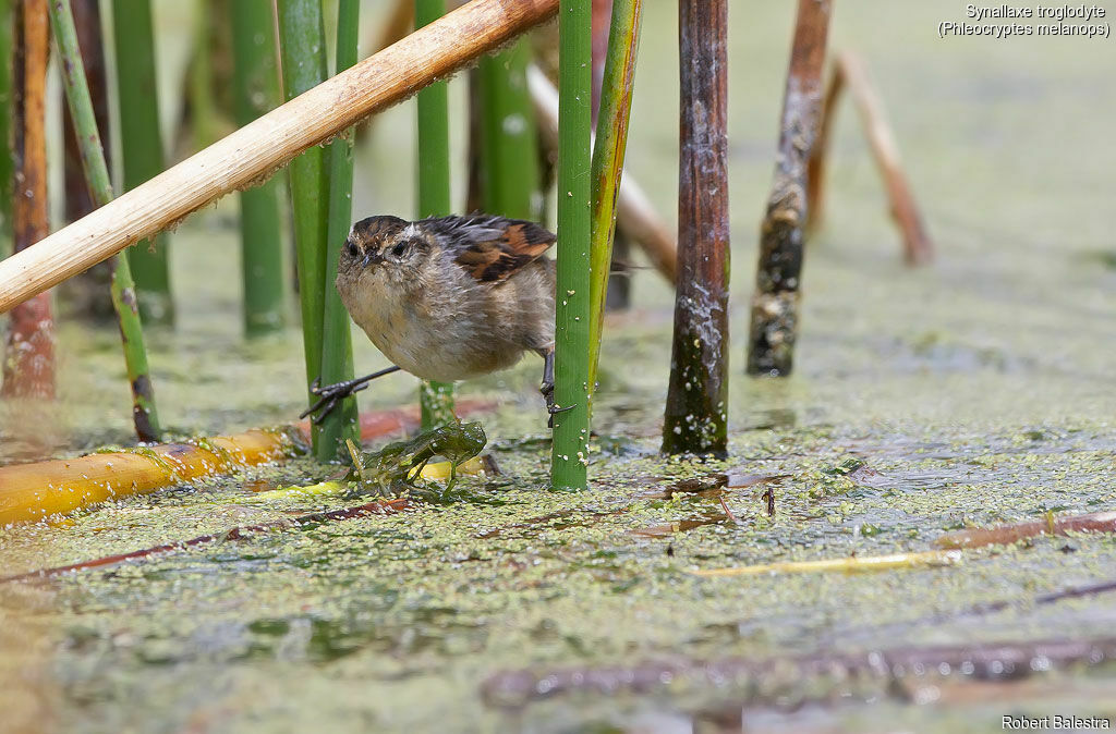 Wren-like Rushbird