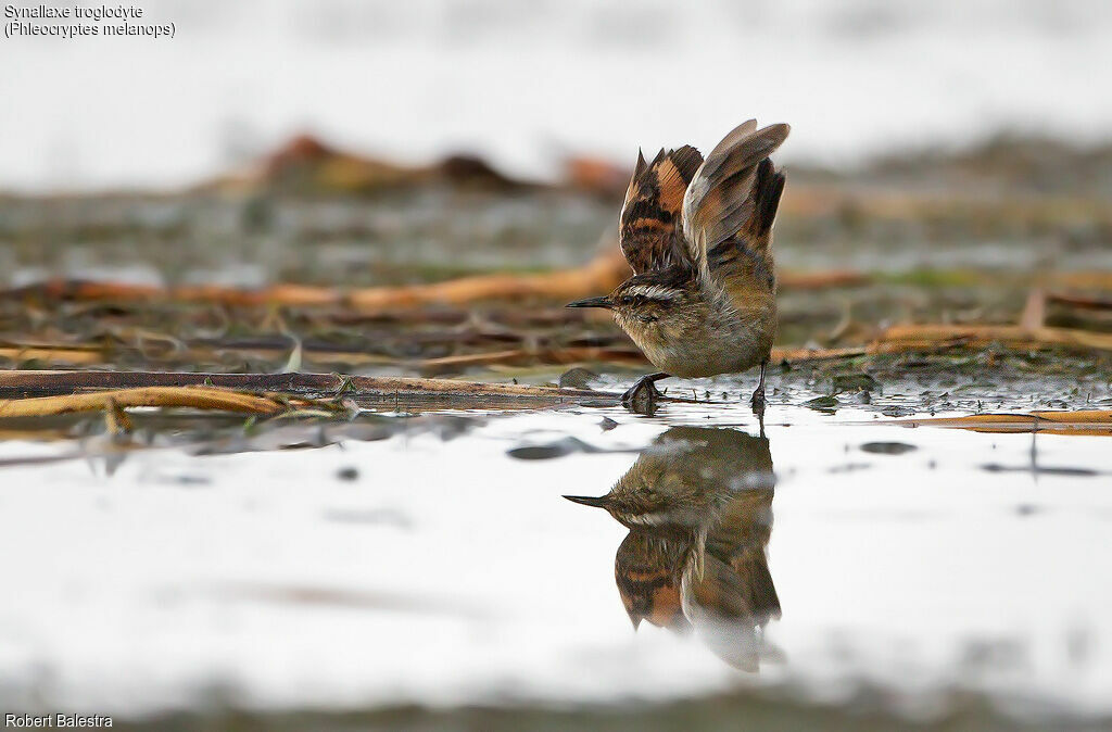 Wren-like Rushbird