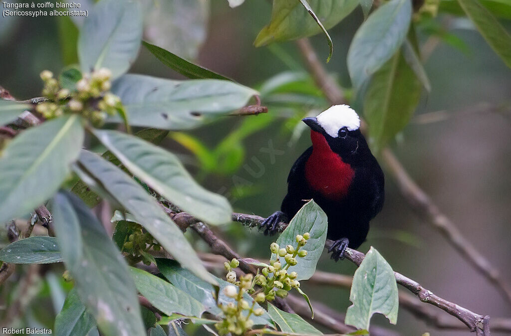 White-capped Tanager