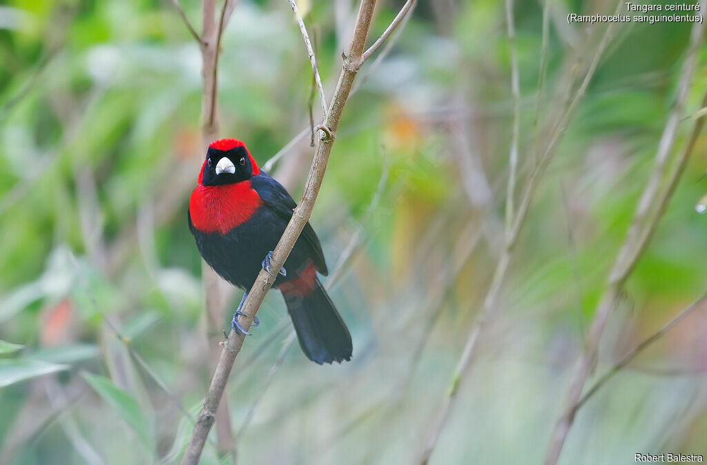 Crimson-collared Tanager