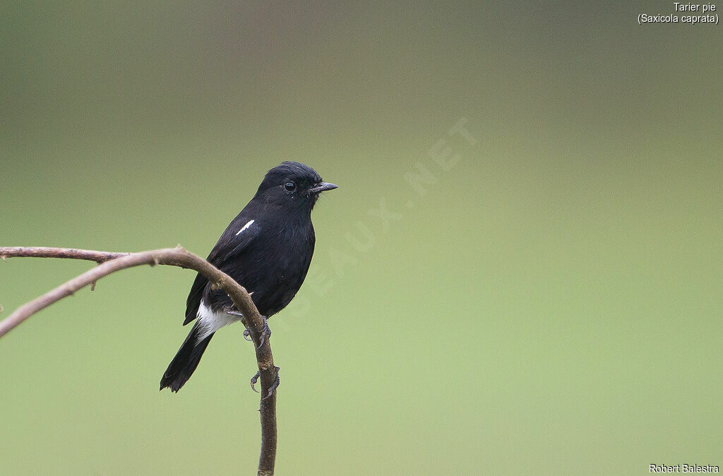 Pied Bush Chat