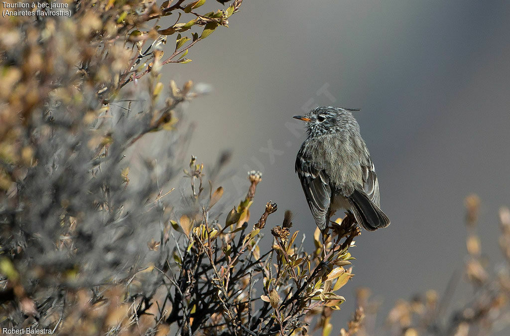 Yellow-billed Tit-Tyrant