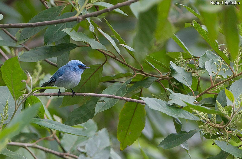 African Blue Flycatcher