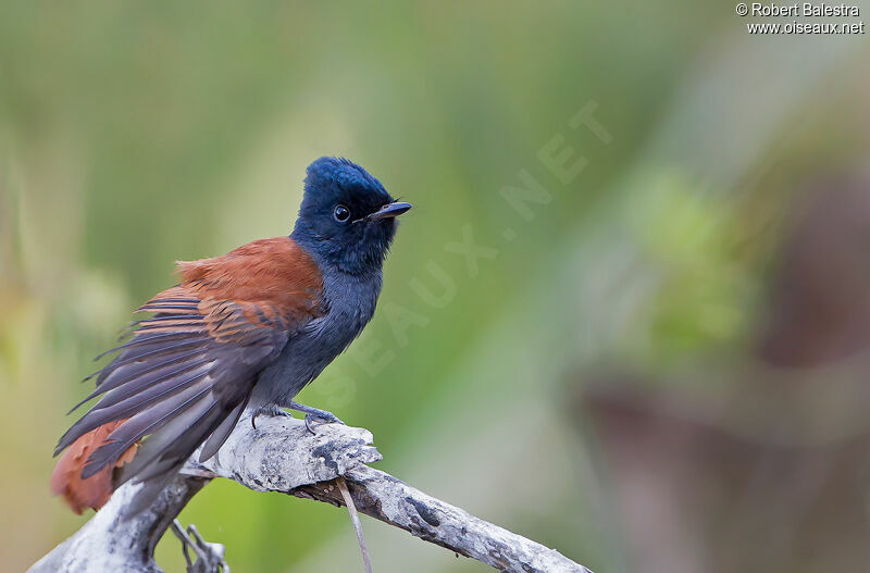 African Paradise Flycatcherjuvenile