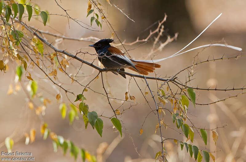 African Paradise Flycatcher male adult