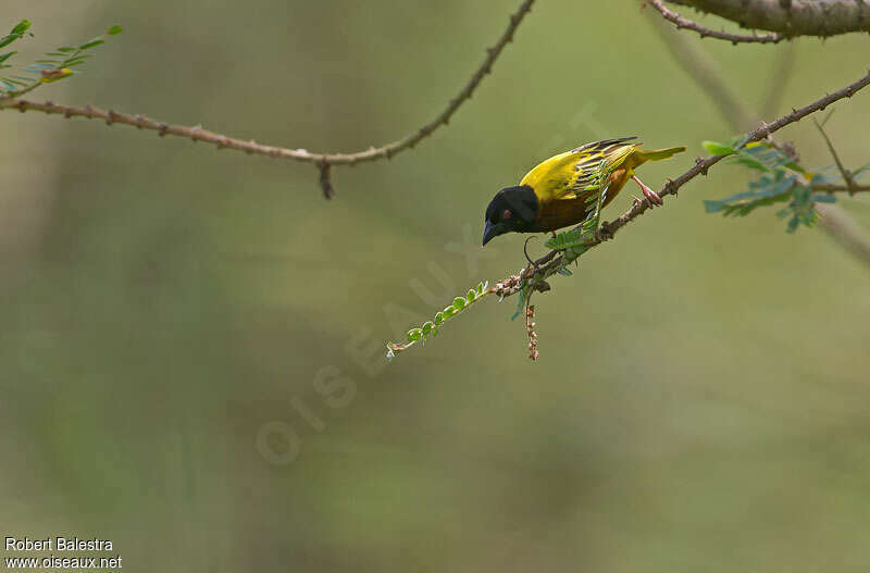 Golden-backed Weaver male adult, Behaviour