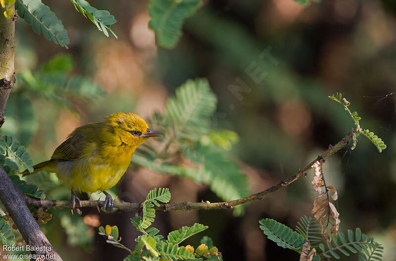 Spectacled Weaver female immature, identification