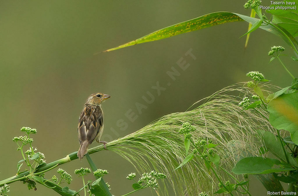 Baya Weaver