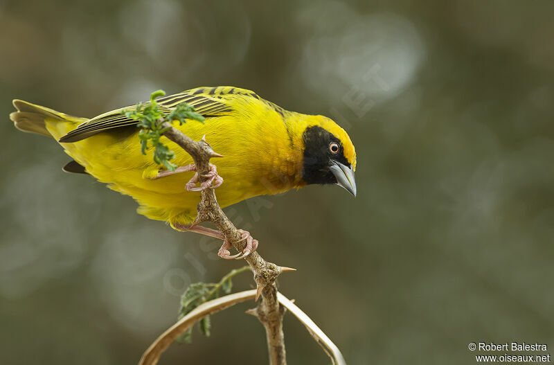 Speke's Weaver male adult