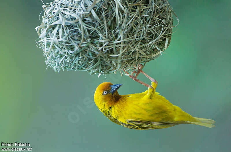 Cape Weaver male adult breeding, pigmentation, Reproduction-nesting