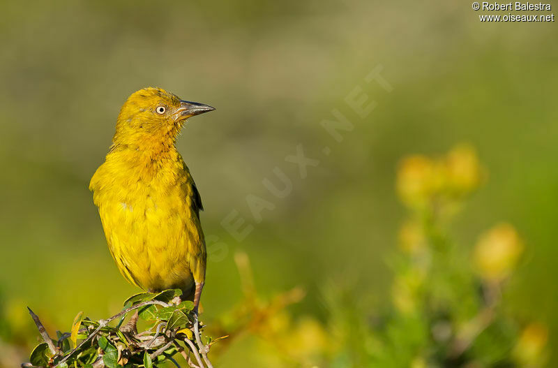 Cape Weaver male adult