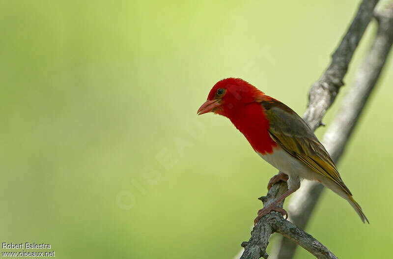 Red-headed Weaver male adult breeding, identification