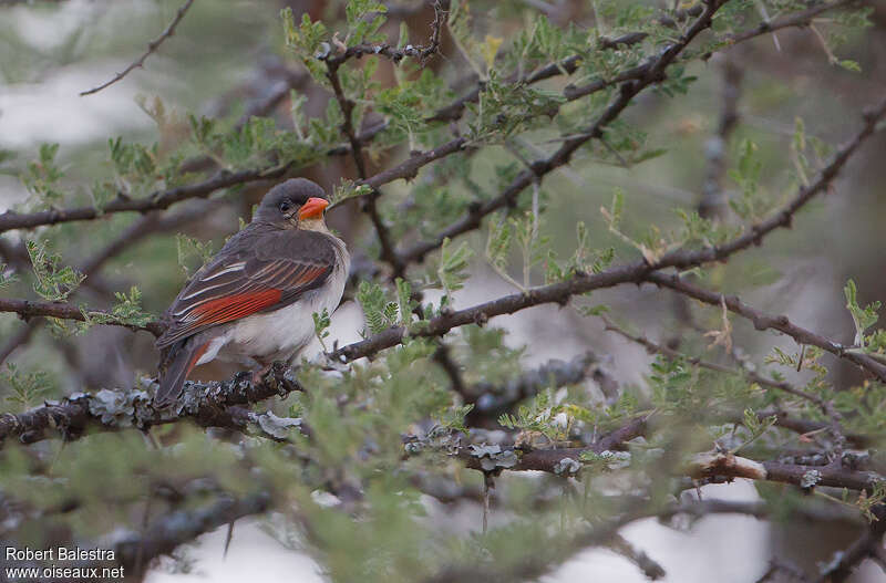 Red-headed Weaver female adult, identification