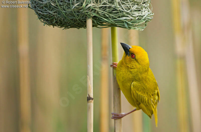 Eastern Golden Weaver male adult