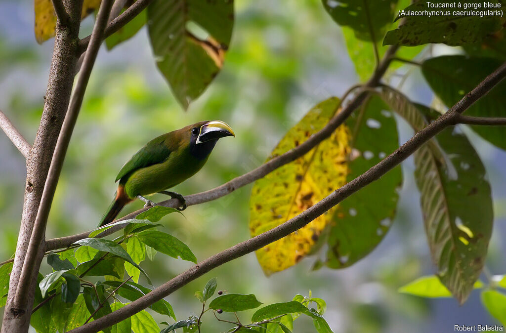 Toucanet à gorge bleue
