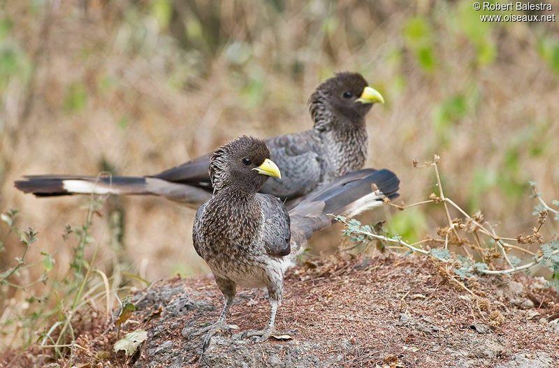 Eastern Plantain-eater