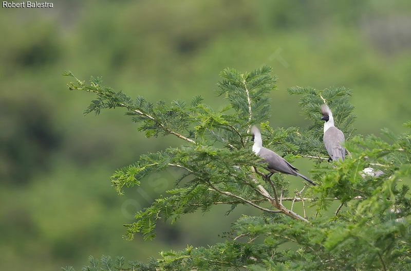 Bare-faced Go-away-bird