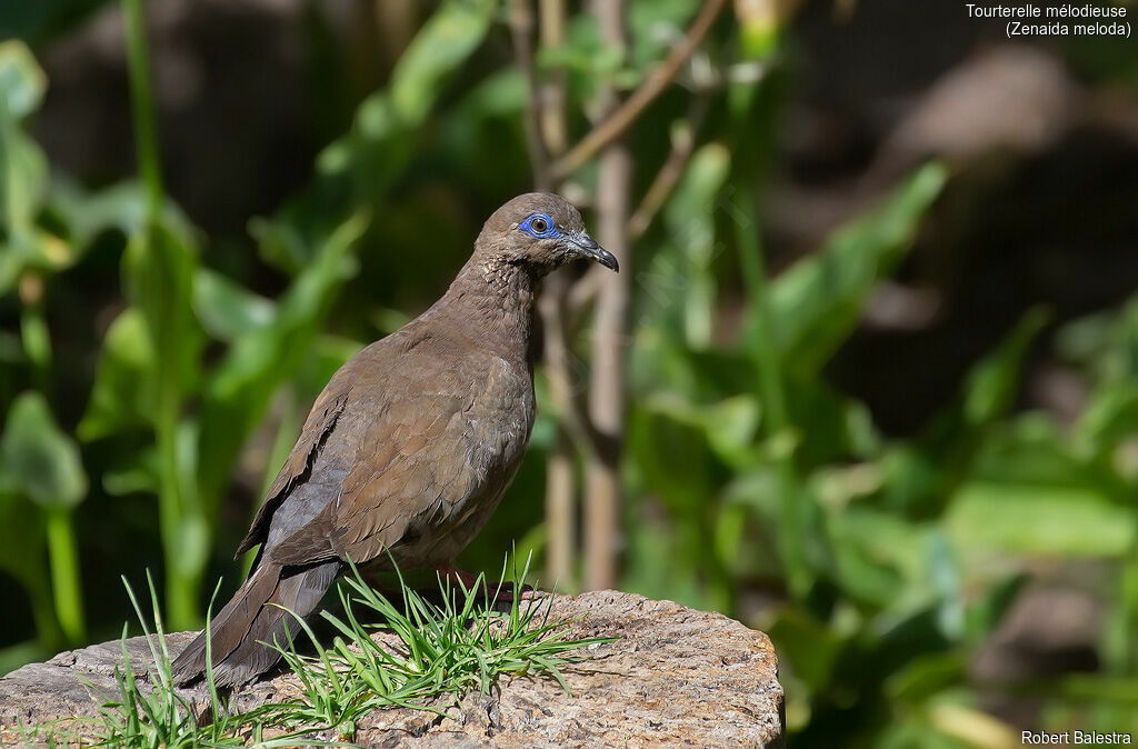West Peruvian Dove