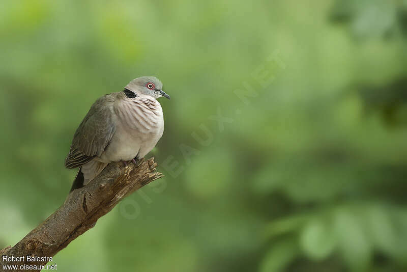 Mourning Collared Doveadult