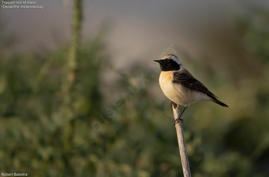 Eastern Black-eared Wheatear