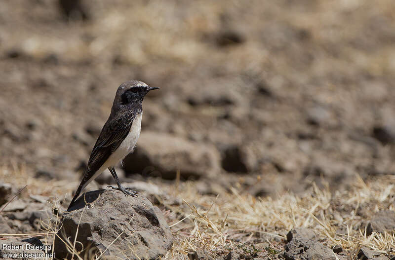Pied Wheatear male adult post breeding, identification, Behaviour