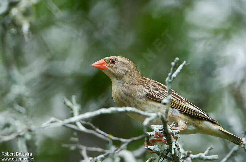 Red-billed Quelea female adult, identification
