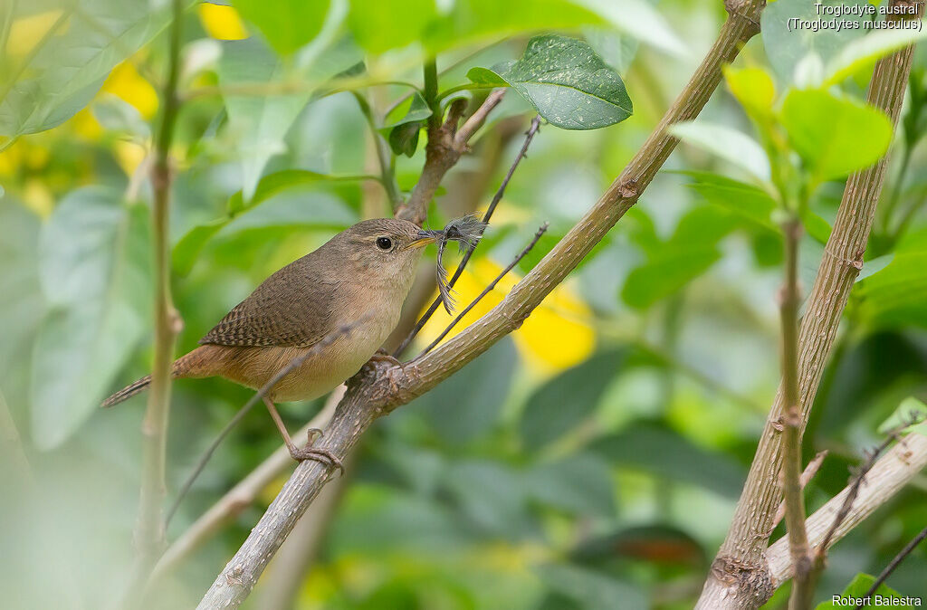 Troglodyte austral
