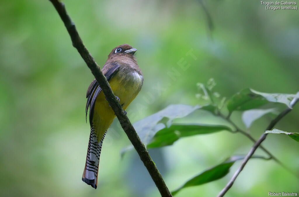 Trogon de Cabanis femelle