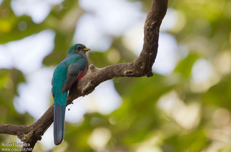 Trogon narina femelle adulte, identification