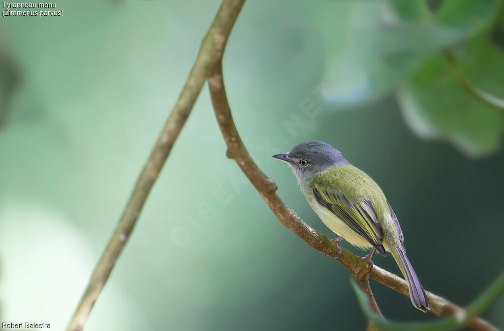 Mistletoe Tyrannulet