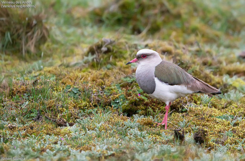 Andean Lapwing