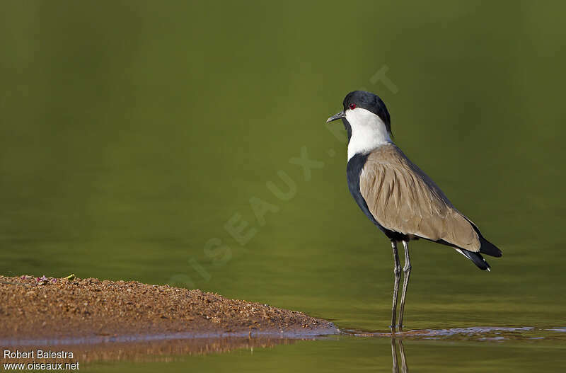 Spur-winged Lapwingadult breeding, habitat, pigmentation