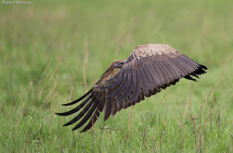 White-backed Vulture