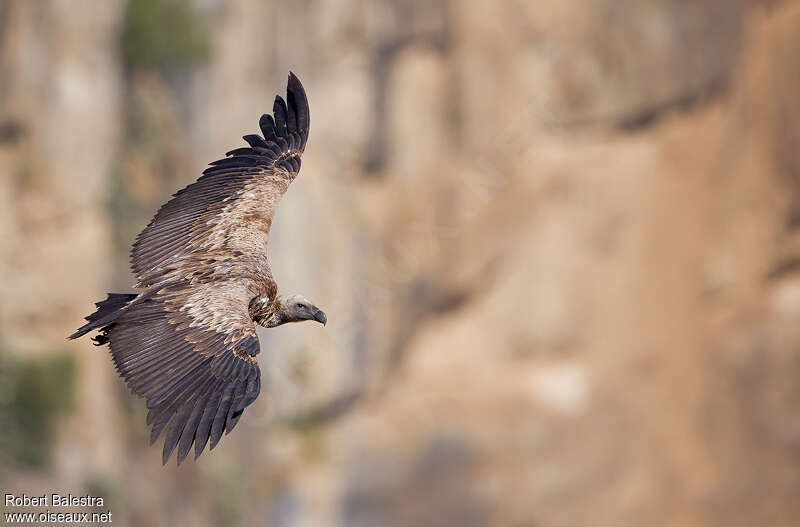 Rüppell's Vultureimmature, Flight