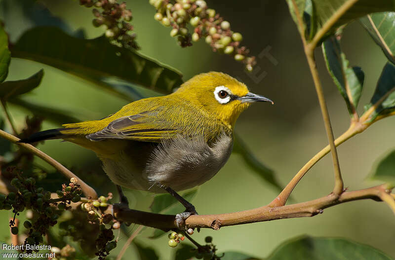 Ethiopian White-eyeadult, identification