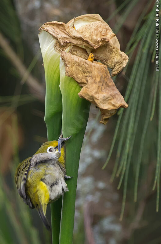 Ethiopian White-eye, Behaviour