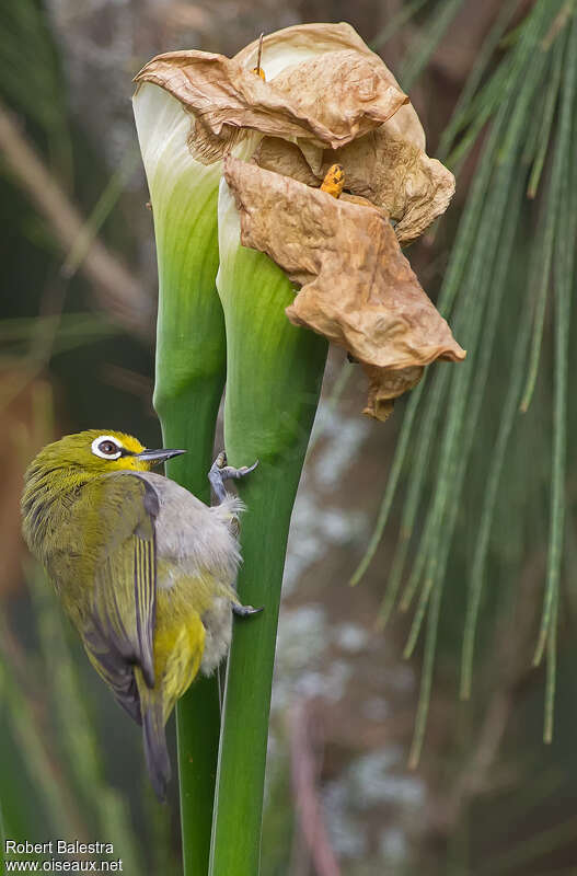 Ethiopian White-eyeadult, fishing/hunting