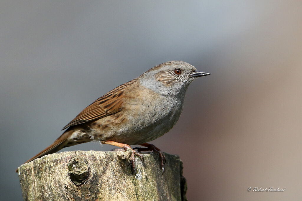 Dunnock